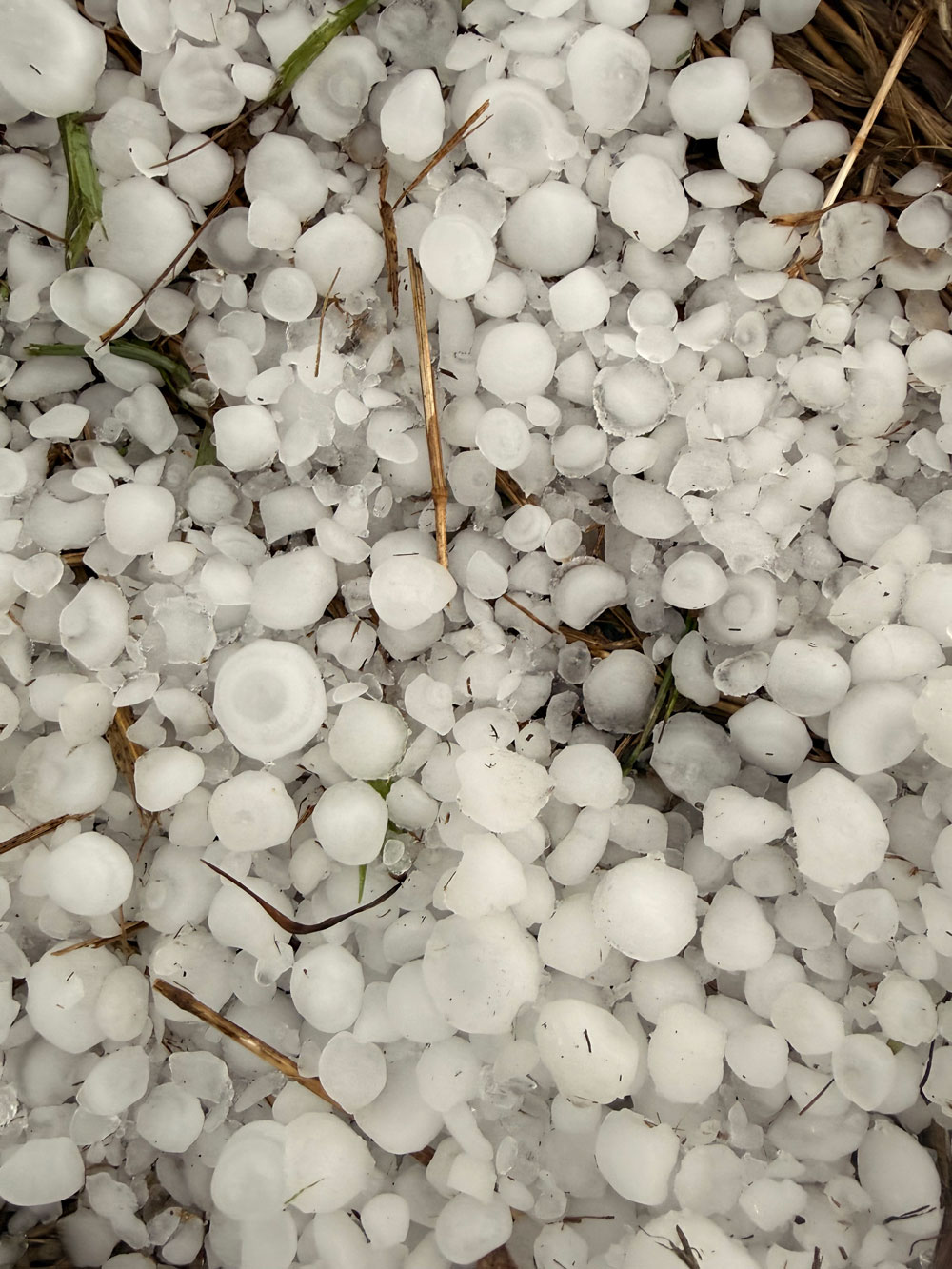 hail storm rice and goodhue county