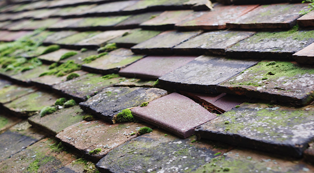 roof replacement before damage worsens